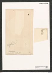 Pleurosigma angulatum quadratum (Queck.) W.Sm. (de-Toni-Nr.: Genus 13, Species 1001) Zeichnungen Sammlung Grunow (NHMW-BOT-W0368867)